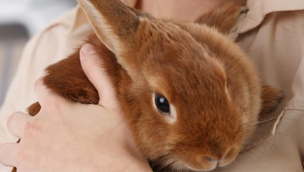 A person holding a brown rabbit close to their chest